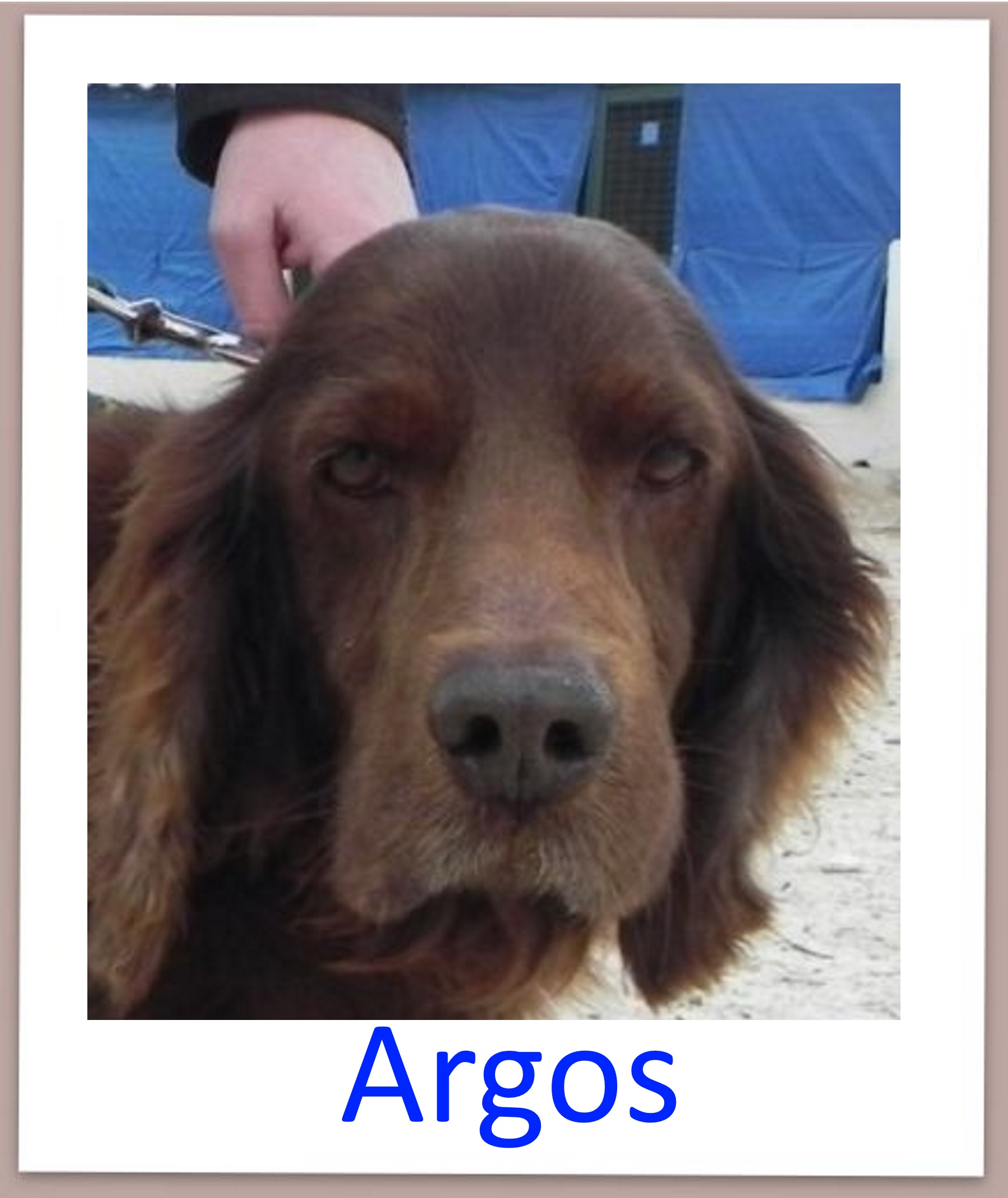 Argos profil