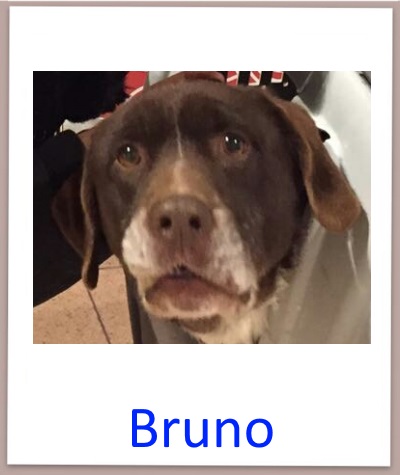 Bruno prof n