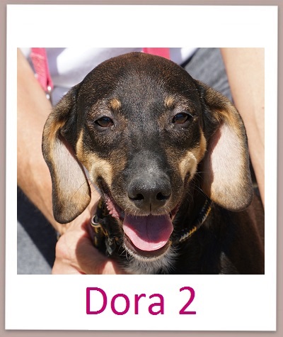 Dora2 prof neu