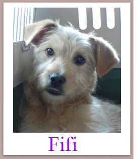 Fifi mini