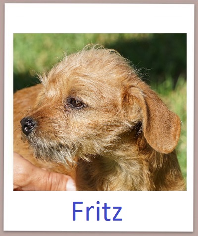 Fritz prof