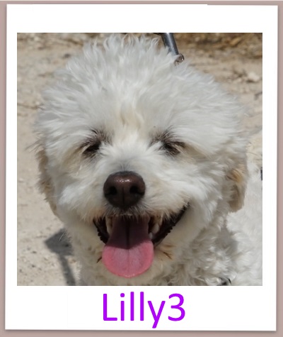 Lilly3 prof