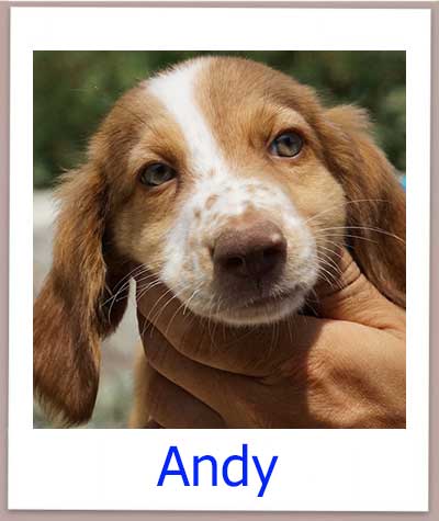 Andy prof