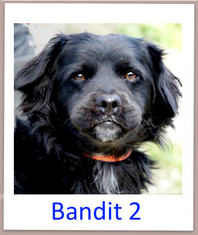 Bandit2 prof n