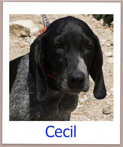 Cecil prof