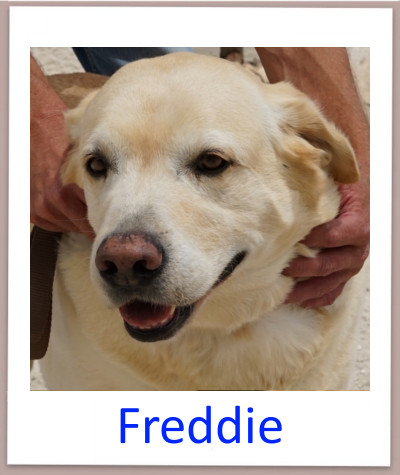 Freddie prof