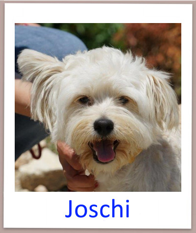 Joschi prof