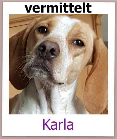 Karla Tierschutz Hund Zypern vermittelt NEU
