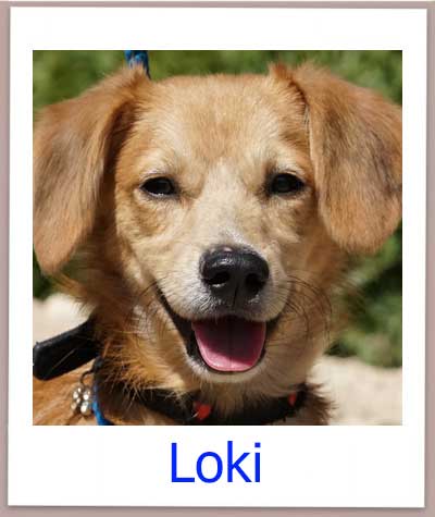 Loki prof