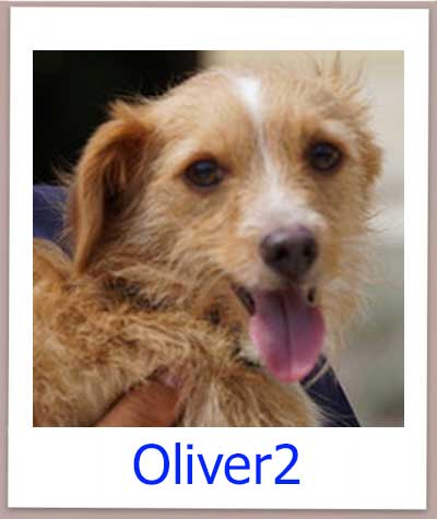 Oliver2 prof
