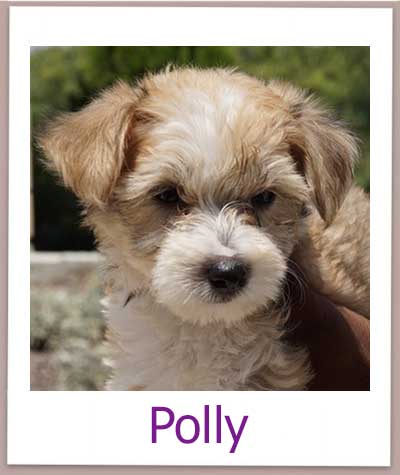 Polly prof