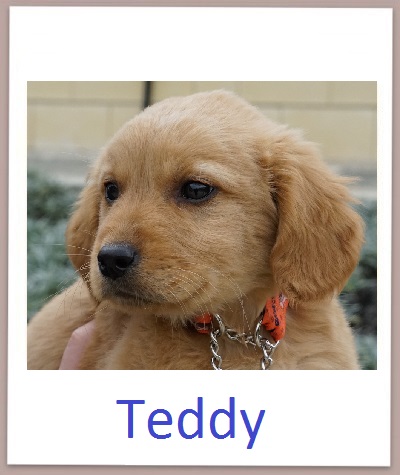 Teddy prof