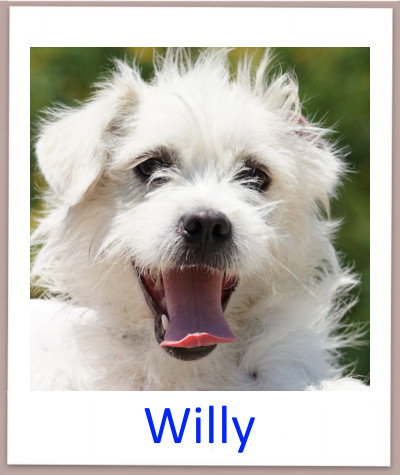 Willy prof