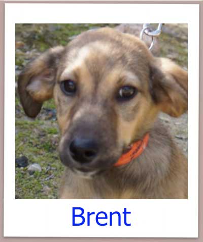 Brent Tierschutz Zypern Hund prof