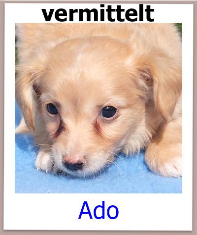Ado Tierschutz Zypern Hund vermittelt