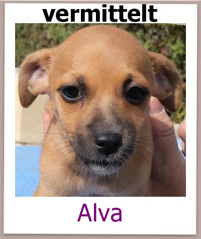 Alva Tierschutz Zypern Hund vermittelt