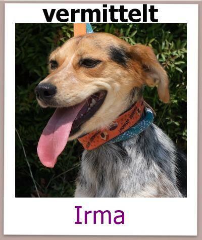 Irma Tierschutz Zypern Hund vermittelt