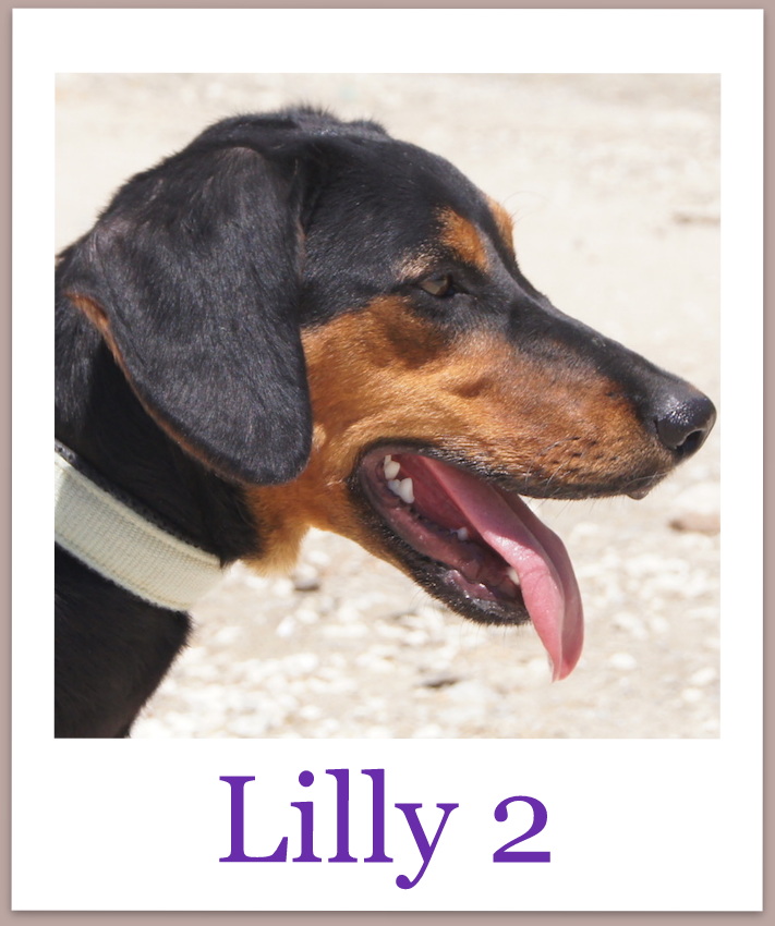 Lilly2Pro