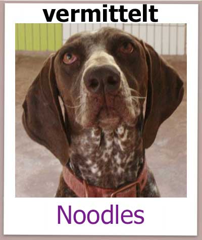Noodles Tierschutz Zypern Hund vermittelt