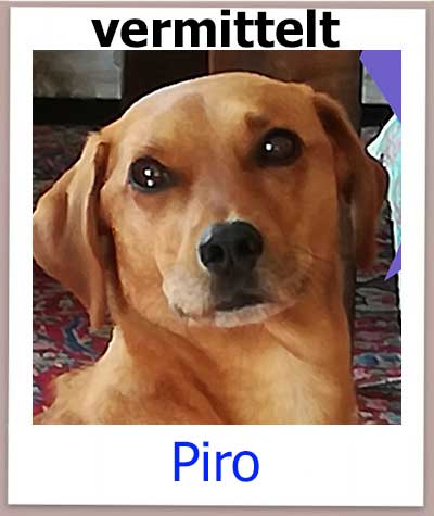 Piro Tierschutz Zypern Hund vermittelt