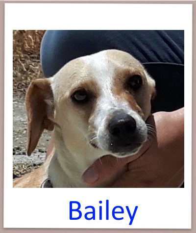 Bailey prof neu