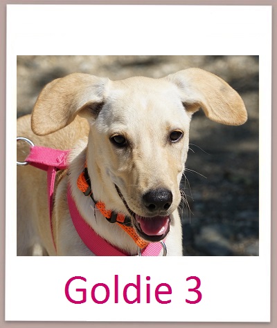 Goldie3 prof