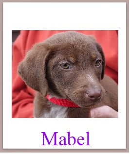 Mabel mini