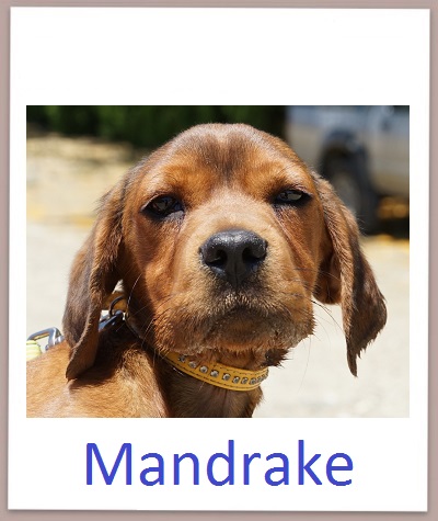 Mandrake prof