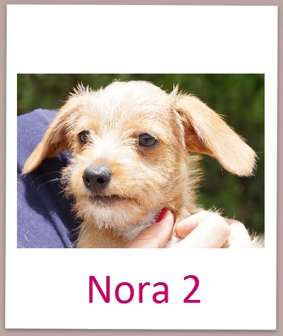 Nora2 prof