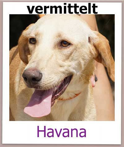 Mischlingshündin Havana aus dem Tierheim auf Zypern sucht ihre Familie.