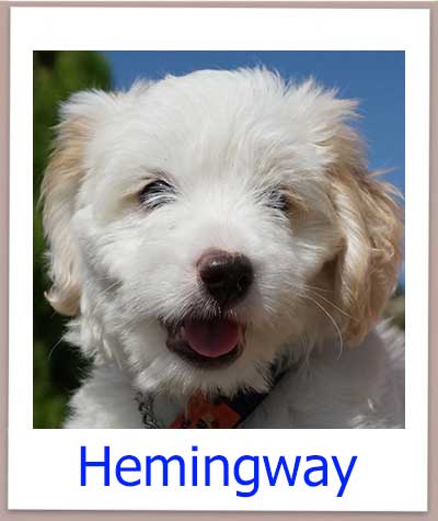 Hemingway prof