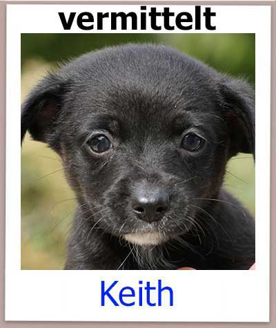 Keith Tierschutz Hund Zypern vermittelt
