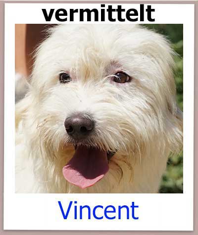 Vincent Tierschutz Hund Zypern vermittelt