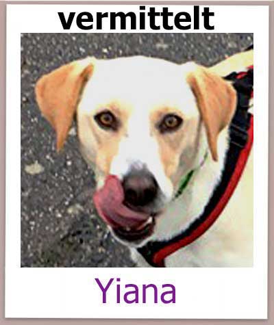 Yiana Tierschutz Hund Zypern vermittelt NEU