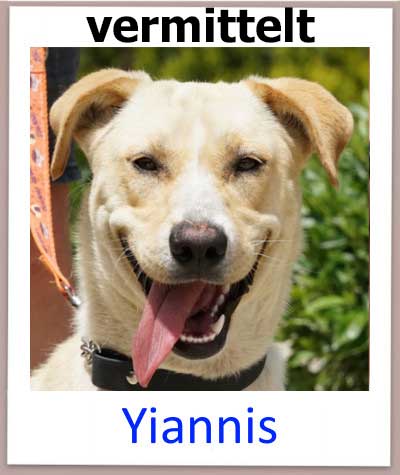 Der Mischlingshund Yiannis aus Zypern sucht ein Zuhause und kommt aus dem Tierheim.