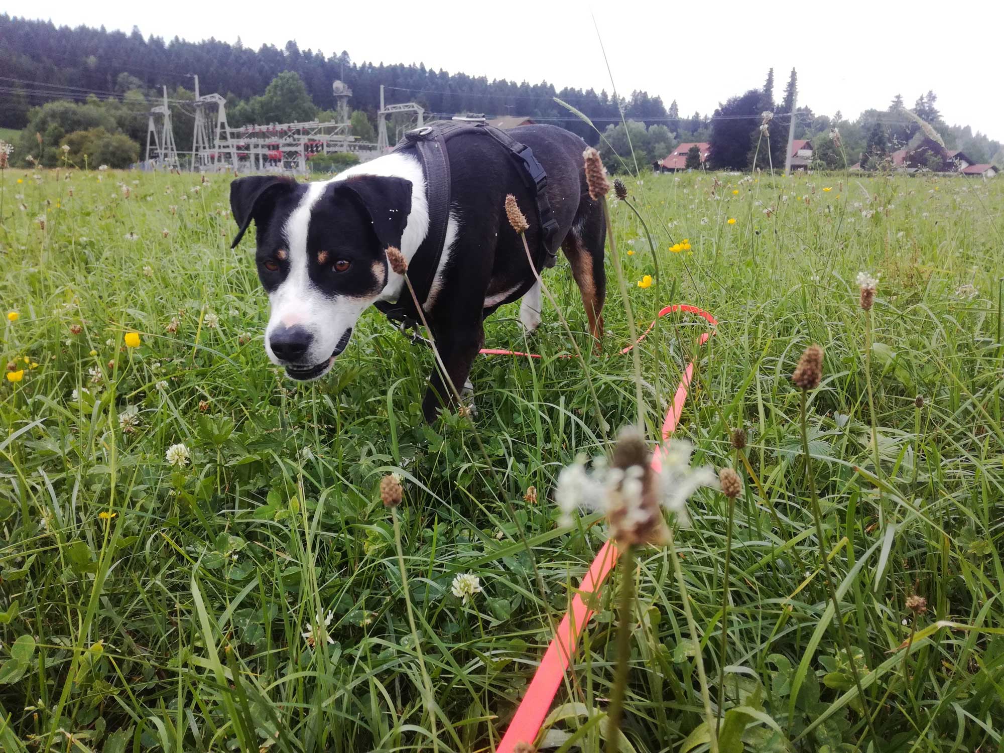 Terrier Mischling aus Zypern in deutscher Pflegesellte sucht ein Zuhause.