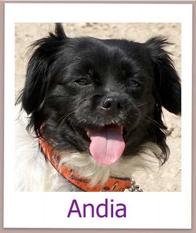 Andia Tierschutz Zypern Hund prof