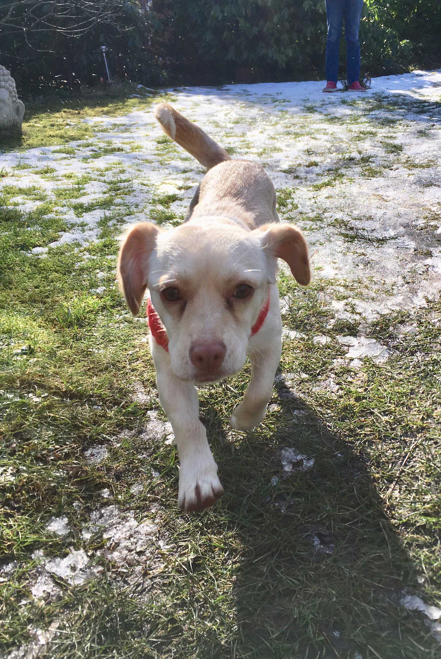 Jacky aus dem Tierheim auf Zypern sucht eine Familie.