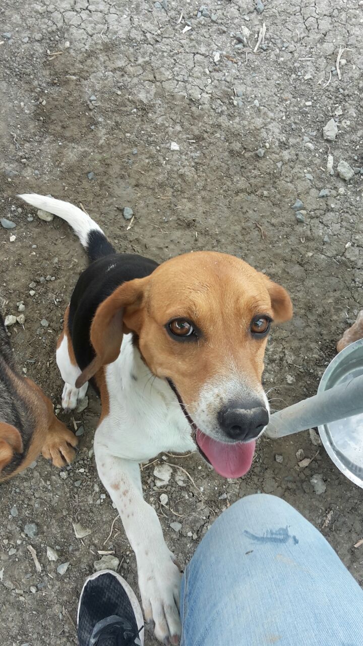 Milka ist eine Beagle Hündin aus Zypern aus dem Tierheim.