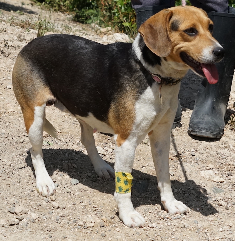 Sedina aus dem Tierschutz aus Zypern wurde von Tierschützern gerettet.