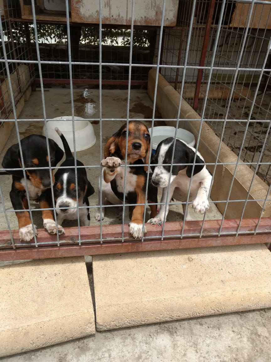 Welpen Tötungsstaton Zypern Hunde gerettet