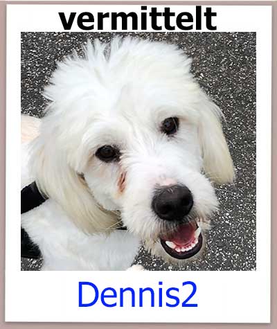 Dennis2 Tierschutz Zypern Hund vermittelt 2