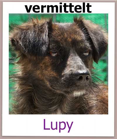 Lupy Tierschutz Zypern Hund vermittelt