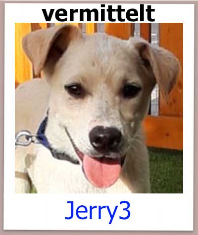 Jerry3 Tierschutz Zypern Hund vermittelt