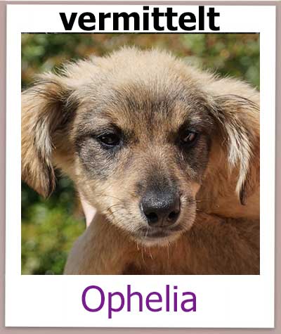 Ophelia Tierschutz Zypern Hund vermittelt