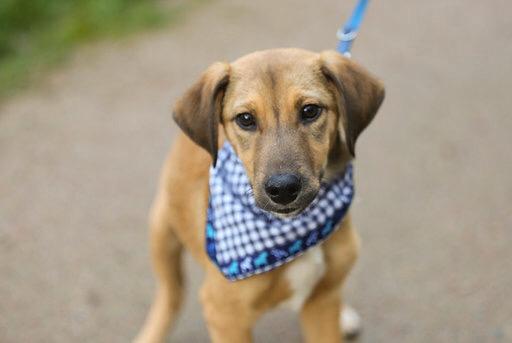 Junghund aus dem Tierschutz auf Zypern sucht eine Familie.