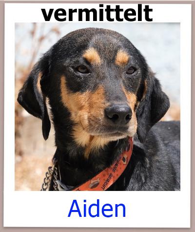 Aiden Tierschutz Zypern Hund vermittelt