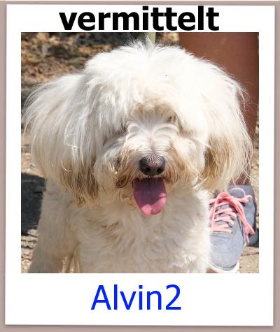 Alvin2 Tierschutz Zypern Hund vermittelt