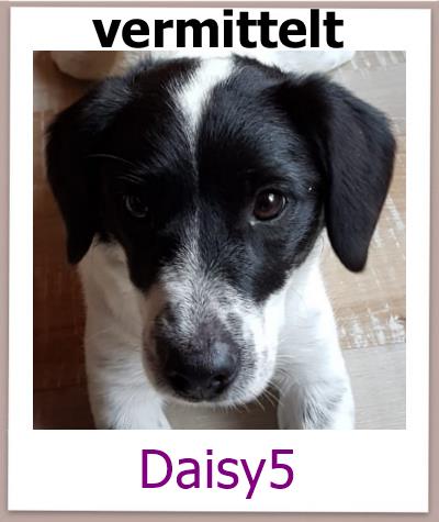 Daisy5 Tierschutz Zypern Hund vermittelt 1