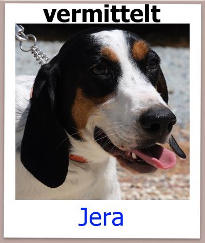 Jera Tierschutz Zypern Hund vermittelt